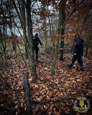 Zdjęcie przedstawia policjantów którzy prowadzą poszukiwania w lesie.