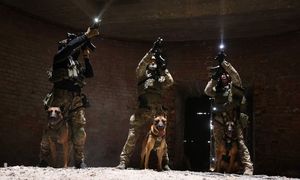 zdjęcie kolorowe: policyjni kontrterroryści z psami służbowymi