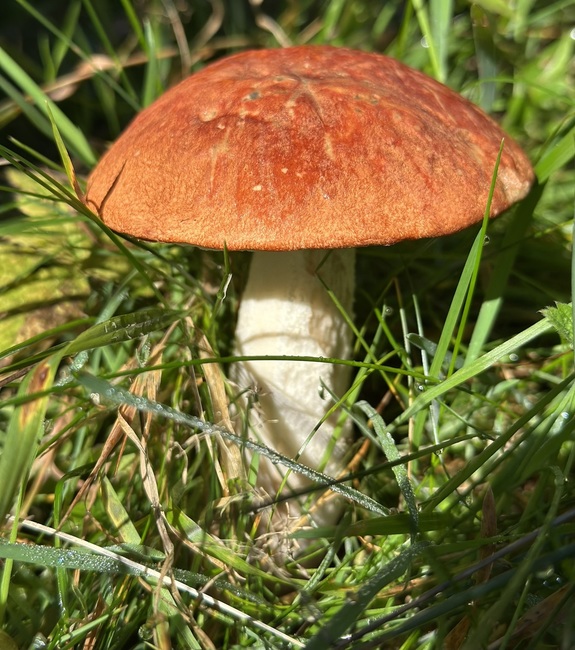 zdjęcie: grzyb