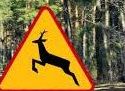 znak ostrzegający przed zwierzyną