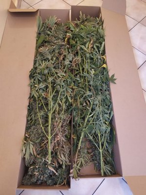 zabezpieczone rośliny konopi indyjskich - zdjęcie roślin